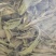 甜叶菊甜叶菊茶糖的替代品糖度高低热量