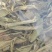 甜叶菊甜叶菊茶糖的替代品糖度高低热量