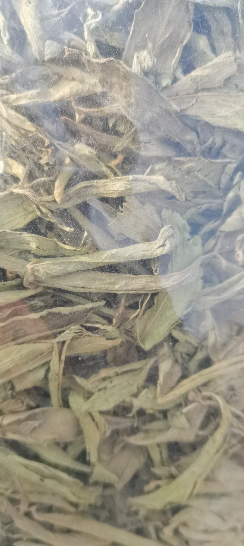 甜叶菊甜叶菊茶糖的替代品糖度高低热量