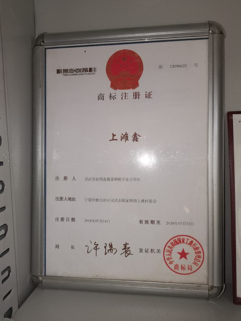 宁夏灵武市万亩精品大棚韭菜产地大量供应，一手货源！