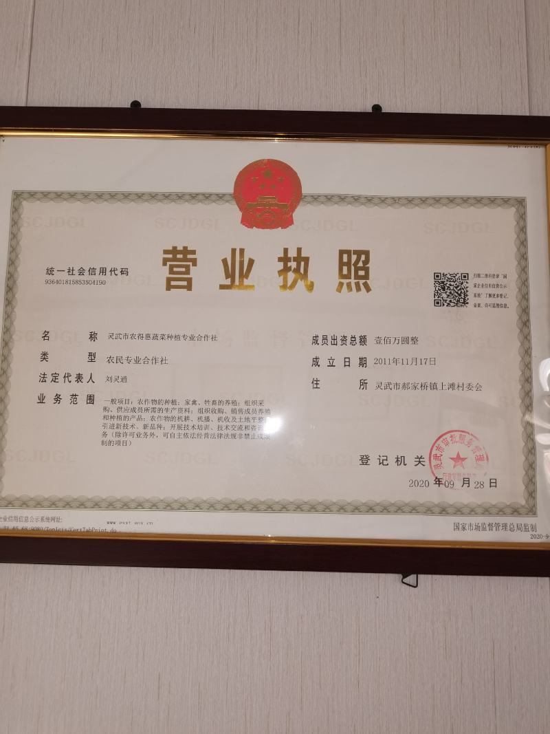 宁夏灵武市万亩精品大棚韭菜产地大量供应，一手货源！