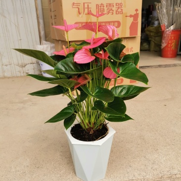 绿植小花吸水盆懒人盆适合办公室家庭不用担心忘记浇水