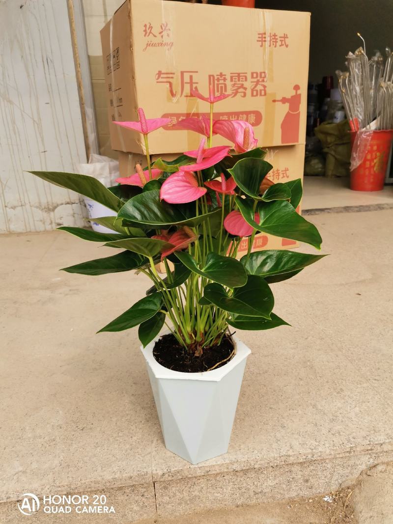 绿植小花吸水盆懒人盆适合办公室家庭不用担心忘记浇水