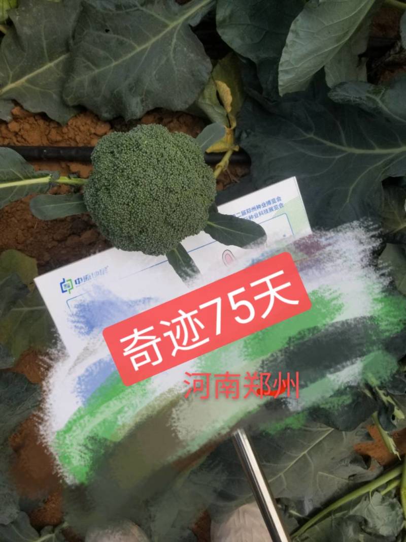 圣青75西兰花种子耐寒耐热抗逆性强蕾粒细色绿不发紫