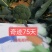 圣青75西兰花种子耐寒耐热抗逆性强蕾粒细色绿不发紫
