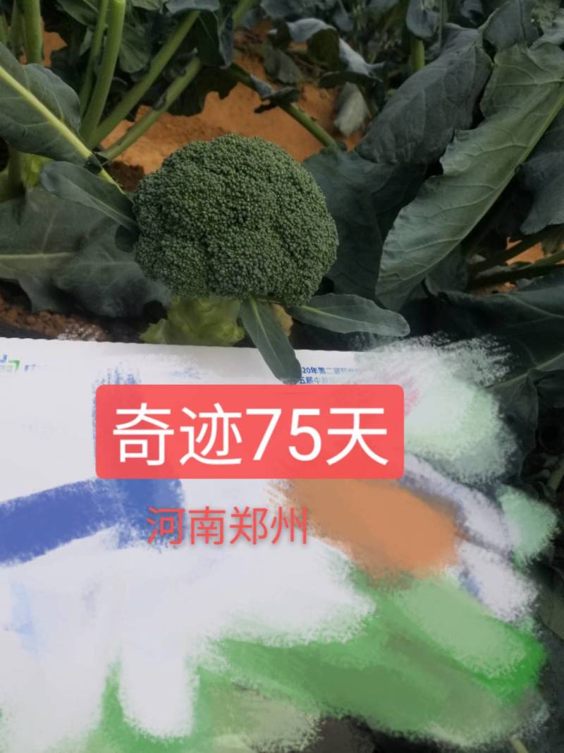 圣青75西兰花种子耐寒耐热抗逆性强蕾粒细色绿不发紫