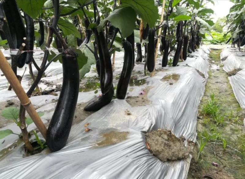 茄子种子中熟紫黑色光泽好蔬菜种子高产抗病耐运输耐储存包邮