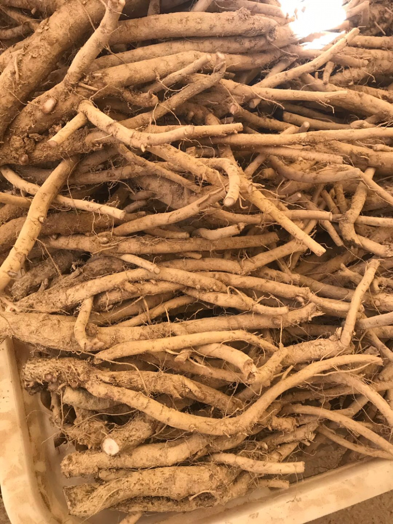 川牛膝，大量供应干货，精品，统货…………