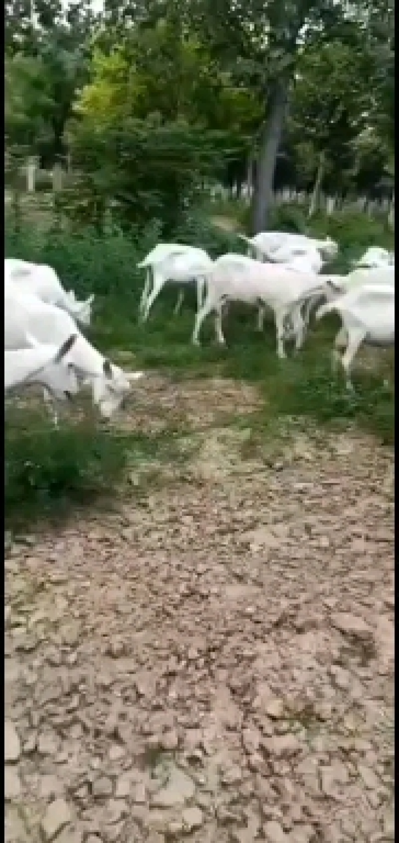 高产萨能奶山羊，头胎怀孕母羊，二胎母羊，包送到家