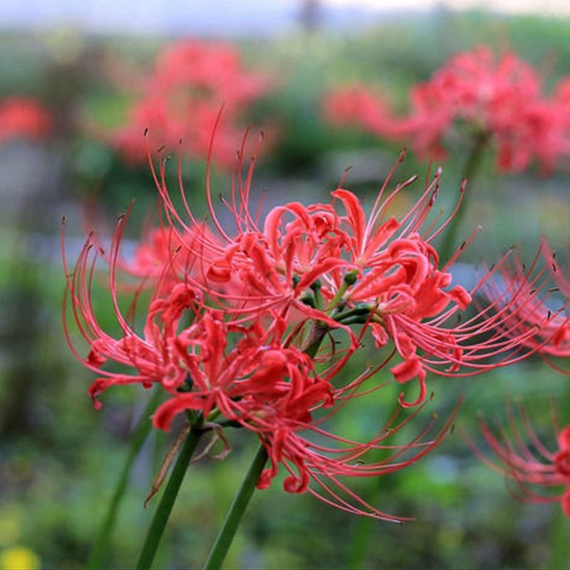 彼岸花种球精选多色曼珠沙华种子曼陀罗石蒜花苗四季球根