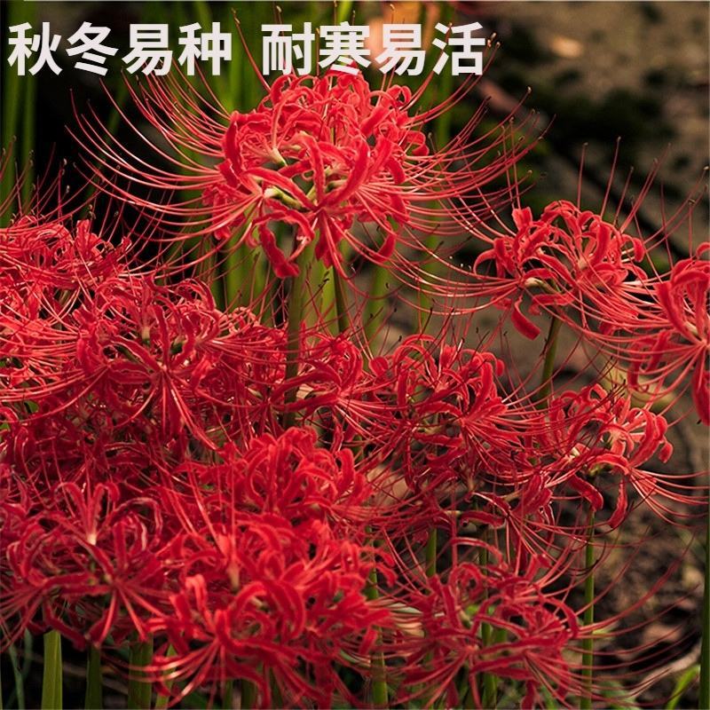 彼岸花种球精选多色曼珠沙华种子曼陀罗石蒜花苗四季球根