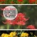 彼岸花种球精选多色曼珠沙华种子曼陀罗石蒜花苗四季球根