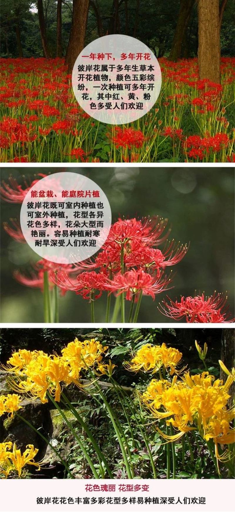 彼岸花种球精选多色曼珠沙华种子曼陀罗石蒜花苗四季球根