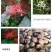 彼岸花种球精选多色曼珠沙华种子曼陀罗石蒜花苗四季球根