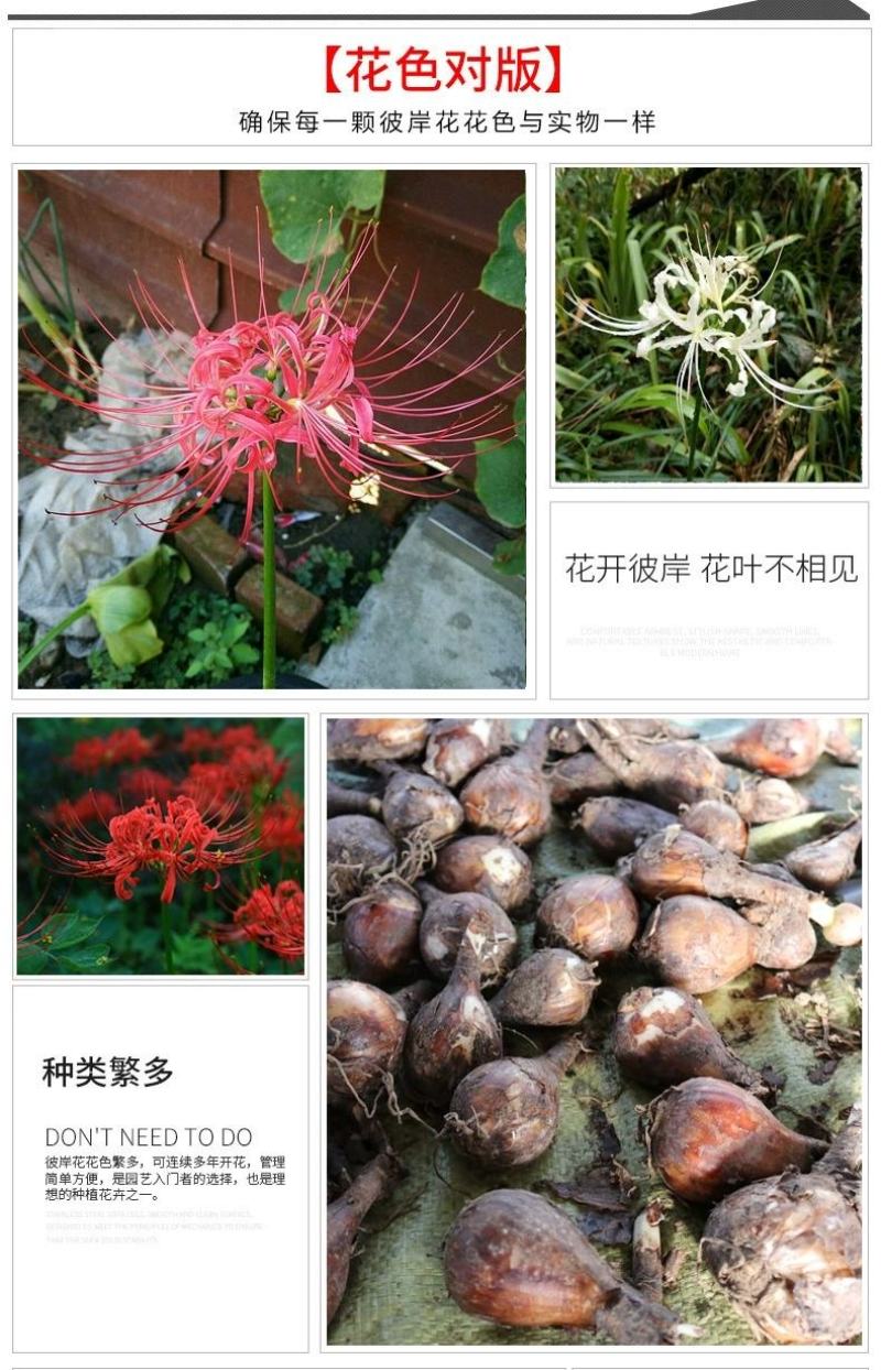 彼岸花种球精选多色曼珠沙华种子曼陀罗石蒜花苗四季球根