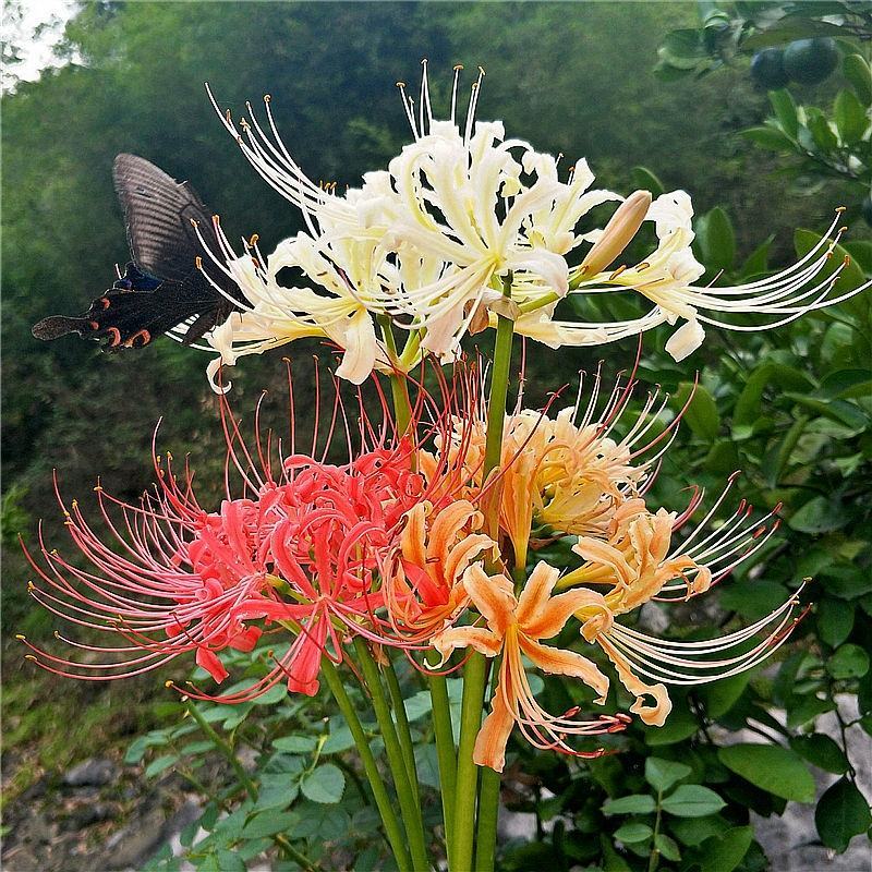 彼岸花种球精选多色曼珠沙华种子曼陀罗石蒜花苗四季球根