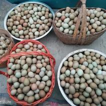 老农夫山鸡蛋，自己家养殖厂常年有售，质量有保证，破损包赔