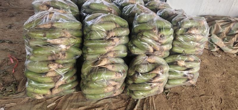 【萝卜】河南精品青萝卜大量上市商超品质供应全国
