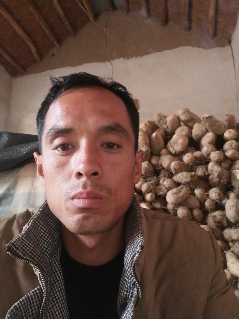 山东白玉山药种苗百亩基地直销价格真实