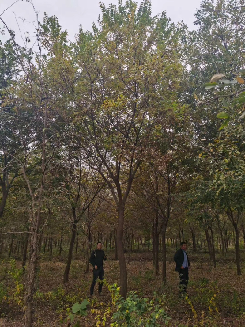 江苏基地出售精品乌桕树11公分～15公分乌桕树