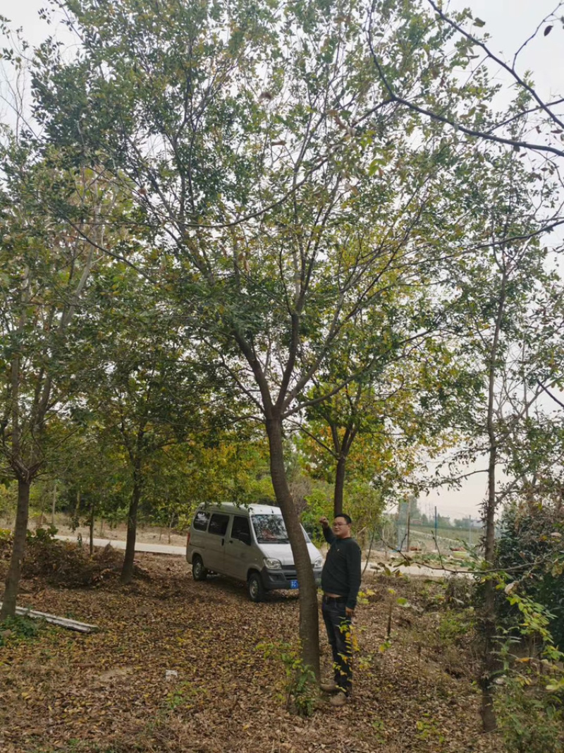 江苏基地出售精品乌桕树11公分～15公分乌桕树