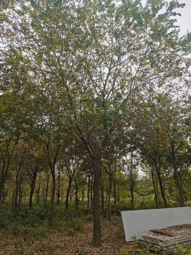 江苏基地出售精品乌桕树11公分～15公分乌桕树