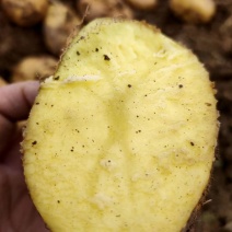 甘肃省临洮县，精品黄心土豆，产地直发，精挑细选，各种包装