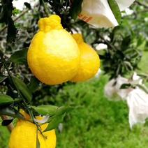 自家苗圃种植柠檬不知火柑橘苗，晚熟产品，次年四月份上市