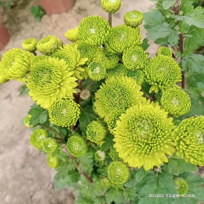 盆栽观赏菊花乒乓球菊