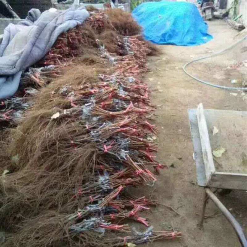 葡萄嫁接苗蓝宝石阳光玫瑰巨峰盆栽地栽当年结果南北方种植