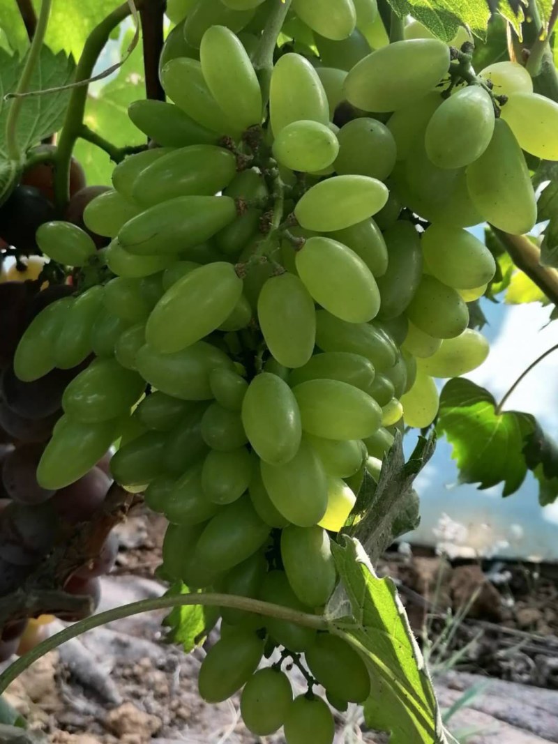 葡萄嫁接苗蓝宝石阳光玫瑰巨峰盆栽地栽当年结果南北方种植