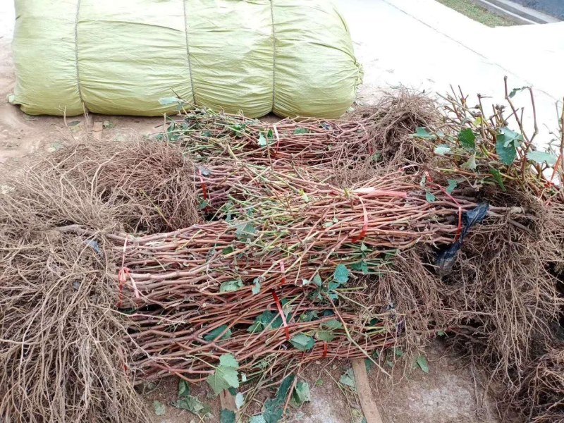 葡萄嫁接苗蓝宝石阳光玫瑰巨峰盆栽地栽当年结果南北方种植