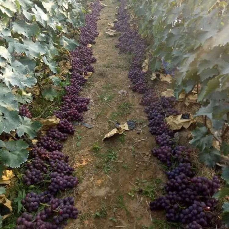 葡萄嫁接苗蓝宝石阳光玫瑰巨峰盆栽地栽当年结果南北方种植