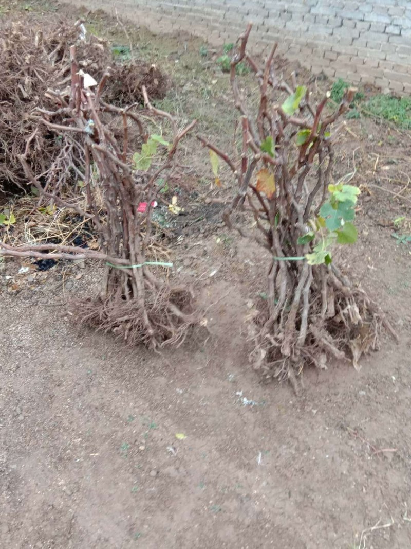 葡萄嫁接苗蓝宝石阳光玫瑰巨峰盆栽地栽当年结果南北方种植