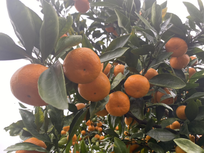 【湖北蜜桔】高山蜜桔️皮薄光洁现摘现发量大从优