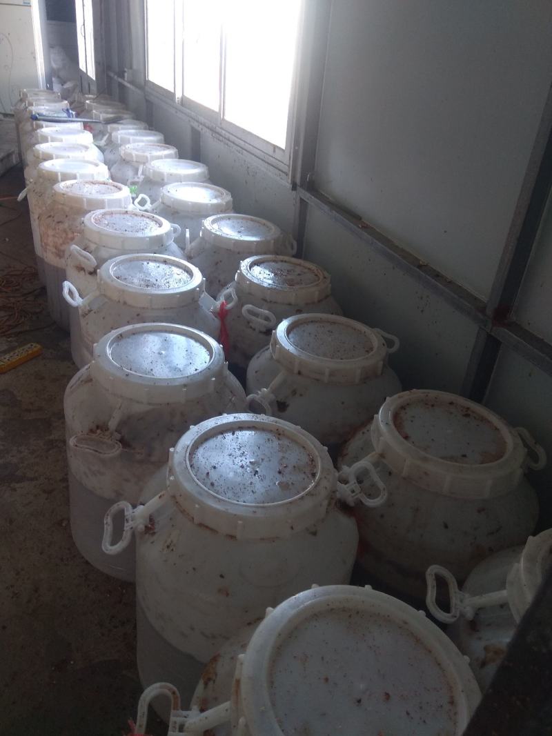 无花果发酵果汁可用于红酒和白酒，量大优惠