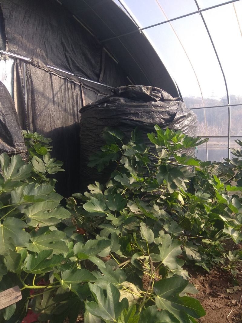 无花果发酵果汁可用于红酒和白酒，量大优惠