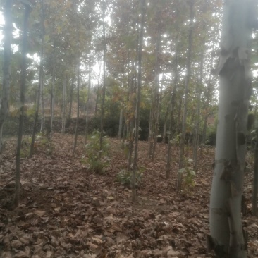 种植农户出售法桐树苗，绿化工程用法桐树苗。