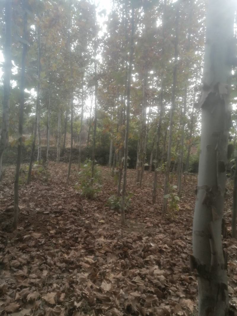 种植农户出售法桐树苗，绿化工程用法桐树苗。