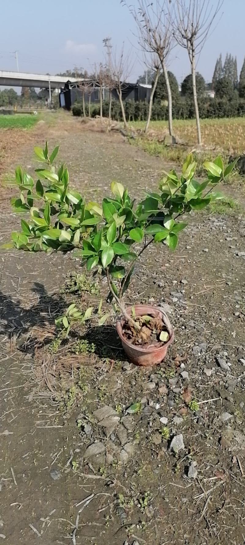 基地直供双色杯金森女贞优质货源质量保证