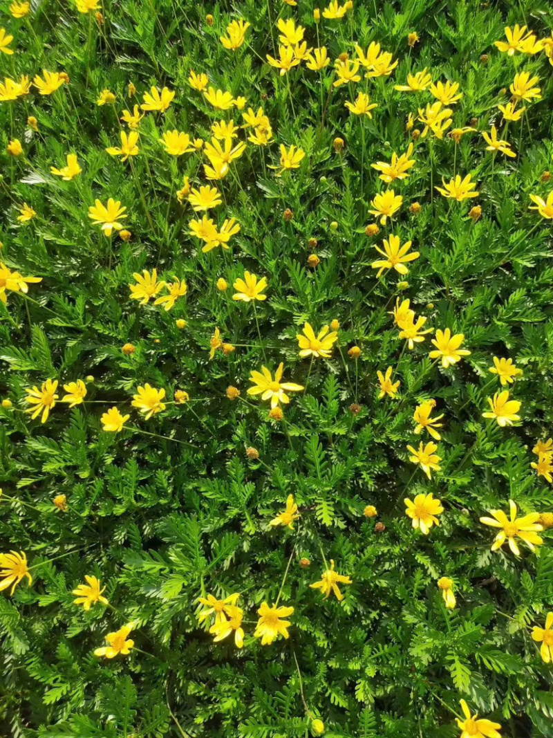 小杯黄金菊，16杯黄金菊，黄金菊批发，黄金菊基地