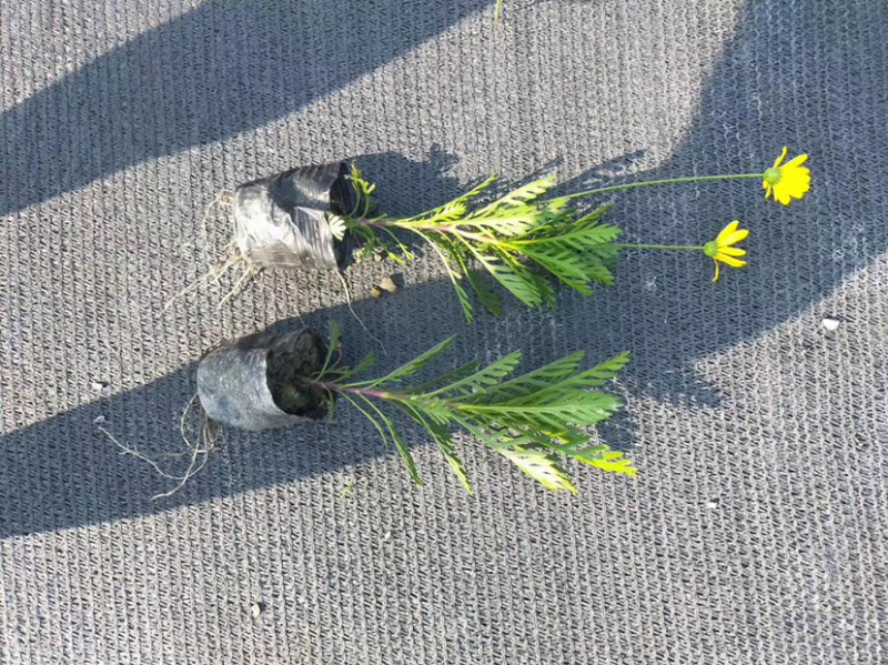小杯黄金菊，16杯黄金菊，黄金菊批发，黄金菊基地