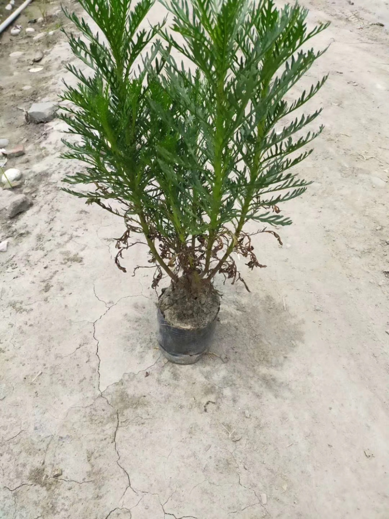 小杯黄金菊，16杯黄金菊，黄金菊批发，黄金菊基地