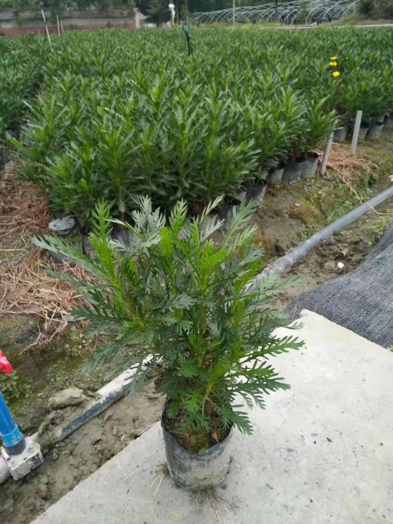 小杯黄金菊，16杯黄金菊，黄金菊批发，黄金菊基地