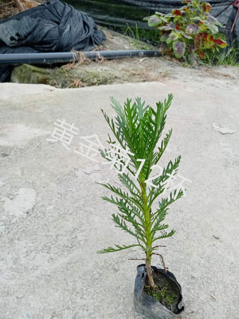 小杯黄金菊，16杯黄金菊，黄金菊批发，黄金菊基地