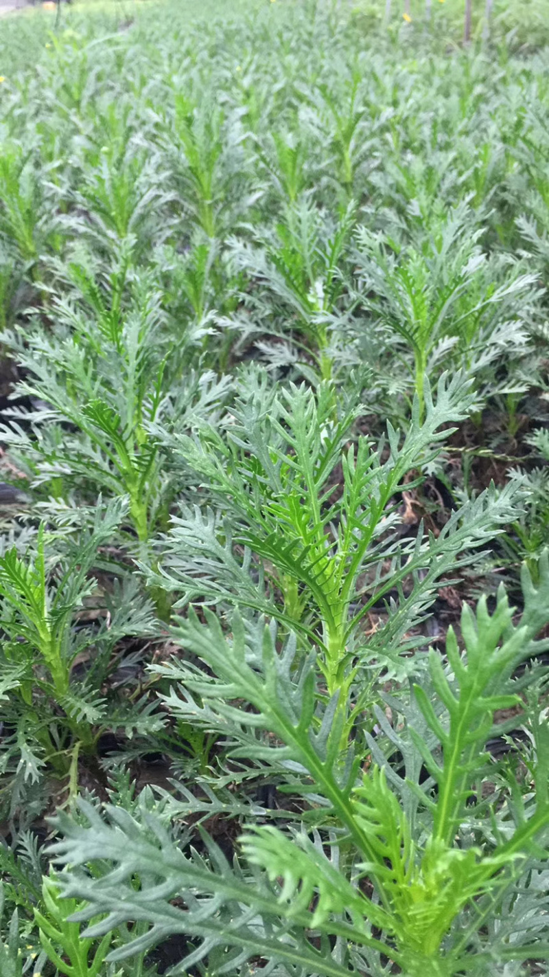 小杯黄金菊，16杯黄金菊，黄金菊批发，黄金菊基地