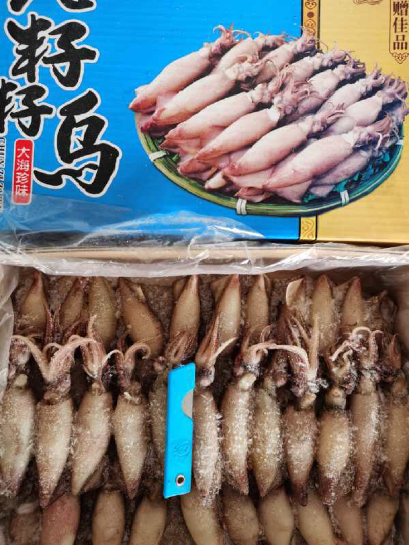 新鲜大海兔笔管鱼全籽籽乌小鱿鱼带籽鱿鱼海鲜餐饮必备