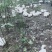 农村散养的草鹅欢迎来看