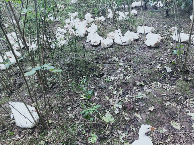 农村散养的草鹅欢迎来看