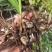白芨种苗1～5公分块茎